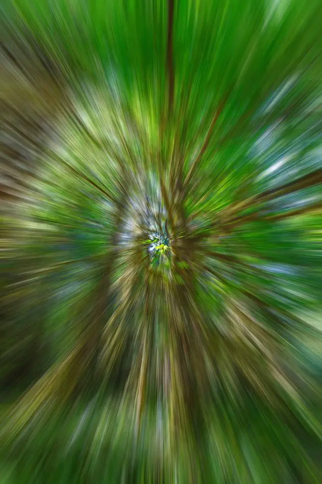 Zoom de árbol de la selva tropical Hoh, Parque Nacional Olympic / Rebecca Latson